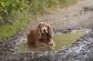 Dog in Puddle